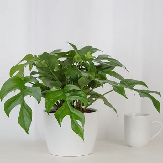 6" Trending Tropical With Ceramic Pot