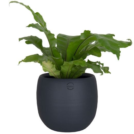 13" Ceramic Cover-Pot