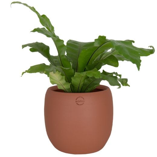13" Ceramic Cover-Pot