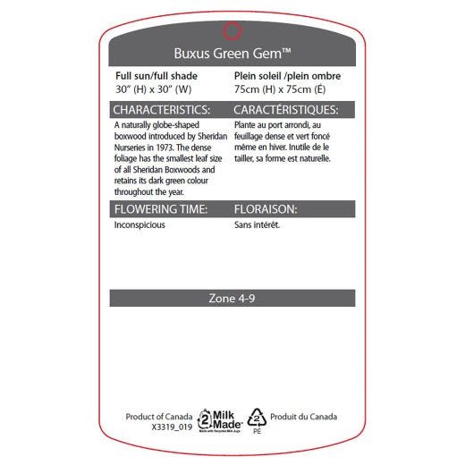Green Gem™ Boxwood 2G