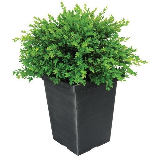 Green Velvet Boxwood (Décor) 5G