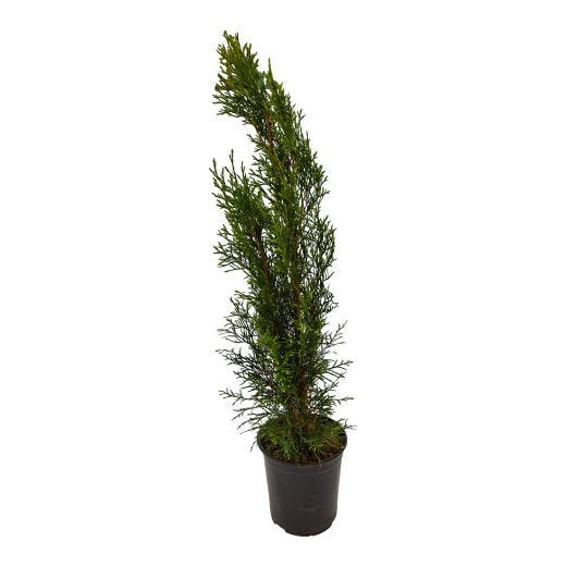 Emerald Cedar 1G