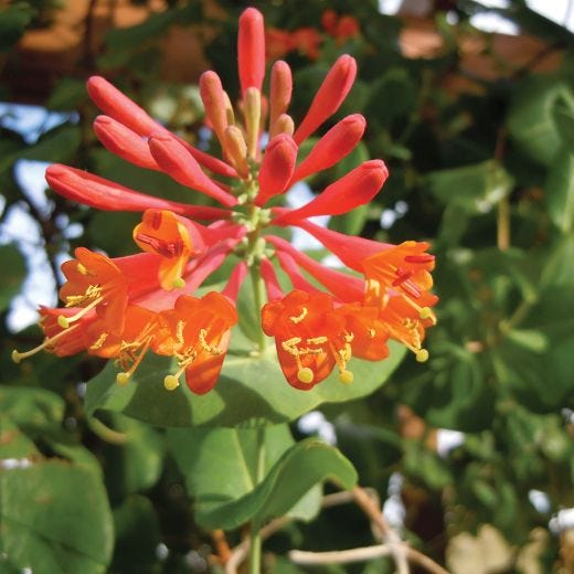 Dropmore Scarlet Honeysuckle Vine 2G