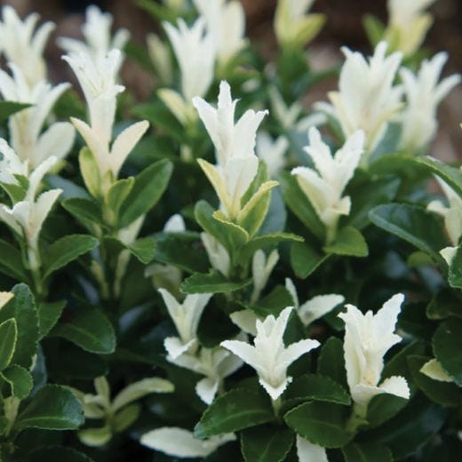 Paloma Blanca Euonymus 1G