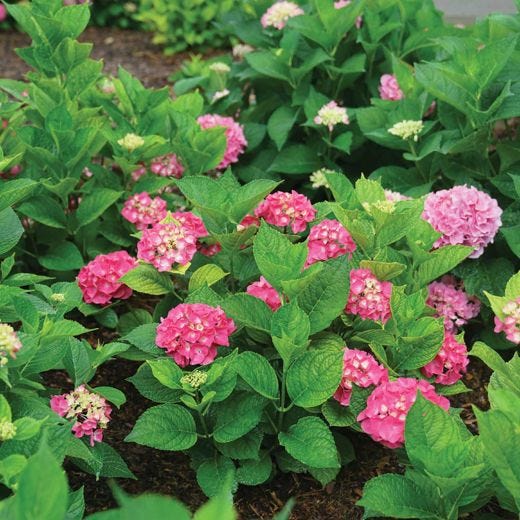 Pw® Let'S Dance Big Band® Hydrangea 2G