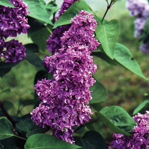 Charles Joly Lilac 2G