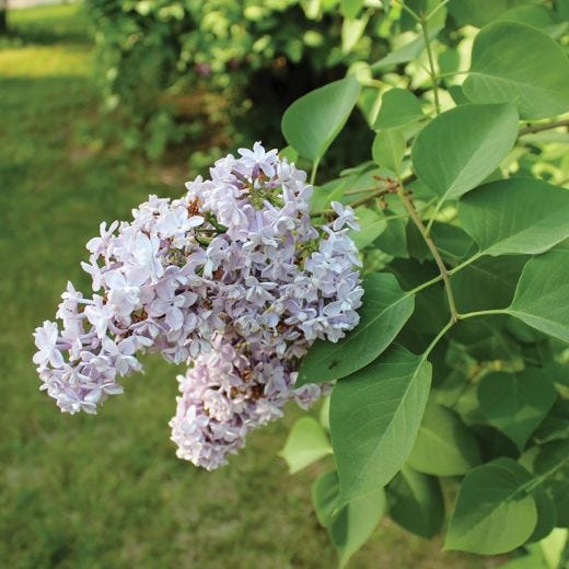 Pres. Grevy Lilac 2G