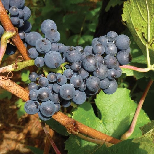 Pinot Noir Grape 1G
