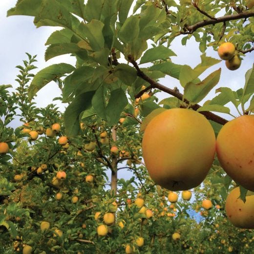 Golden Delicious Apple 7G
