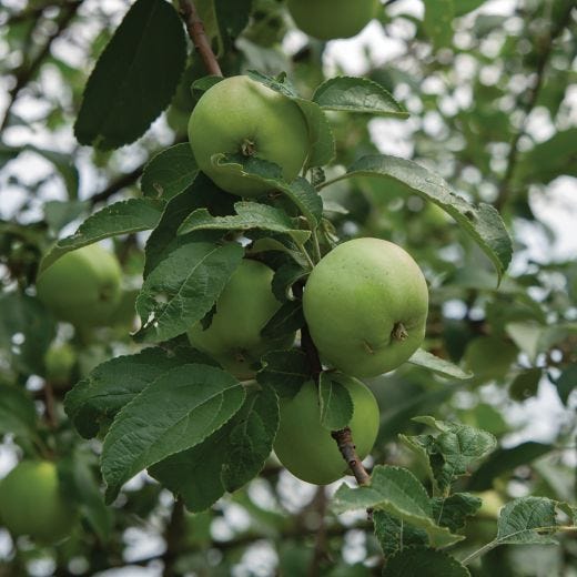 Granny Smith Apple 7G