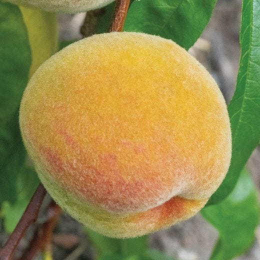 Reliance Peach 7G