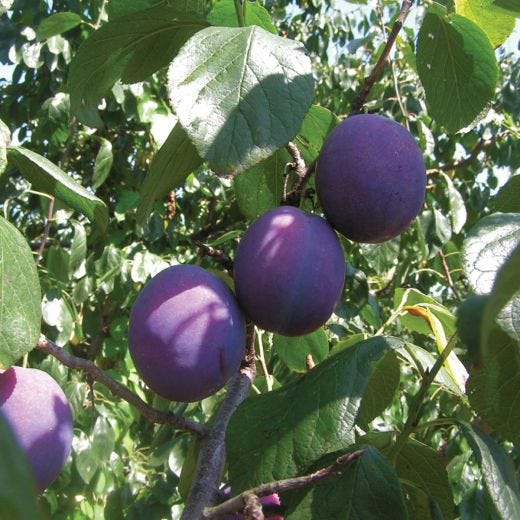 Italian Prune Plum 7G