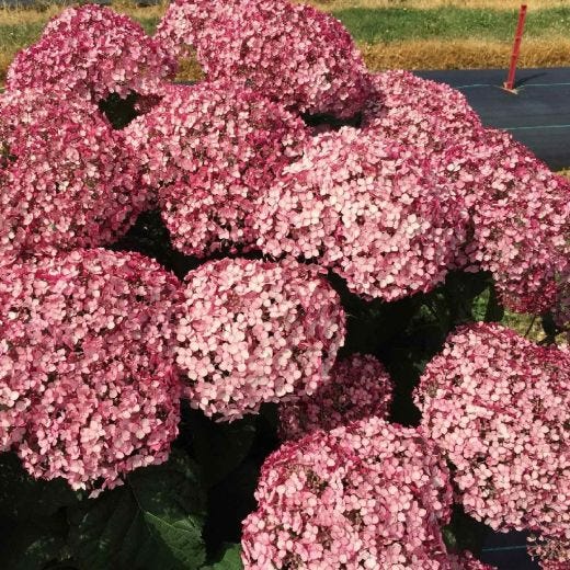 Incrediball Blush Hydrangea 3G