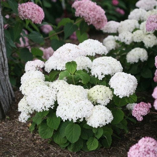 Invincibelle Wee White Hydrangea 2G