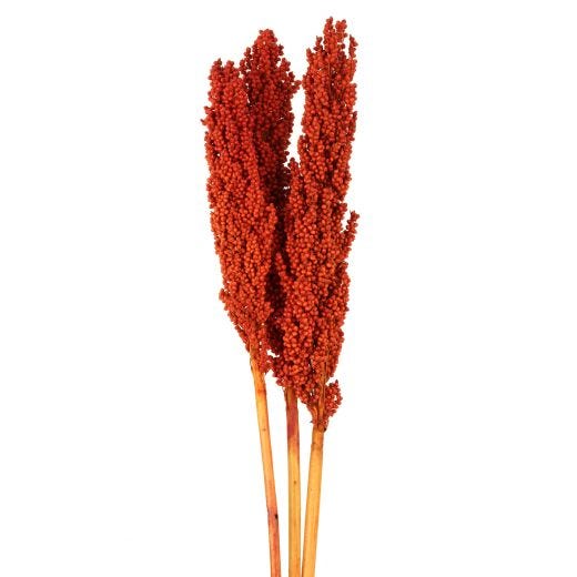Assorted Milo Berries Stems Terra Cotta Or Natural