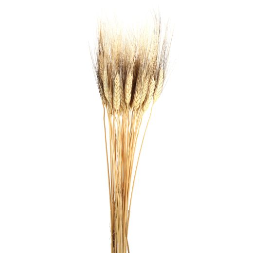 Assorted Grass Tarwe Or Wheat Stems