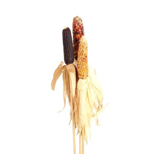 Assorted Cattails And Harvest Corn