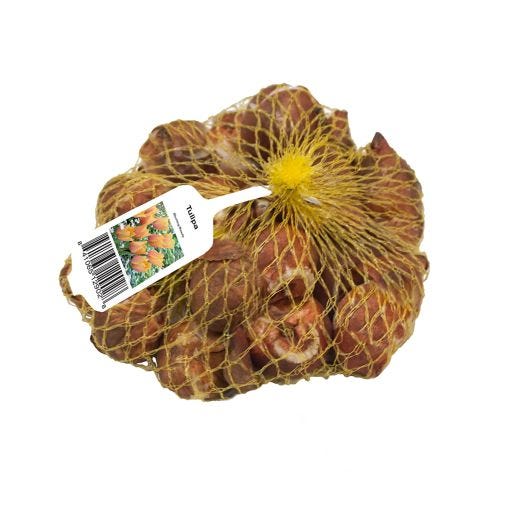 Sun Lover Double Late Tulip Fall Bulb