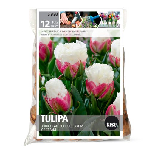 Ice Cream Tulip Fall Bulb