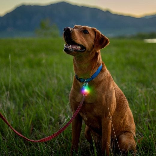 Spotlit Rechargeable Collar Light Disc-O Tech