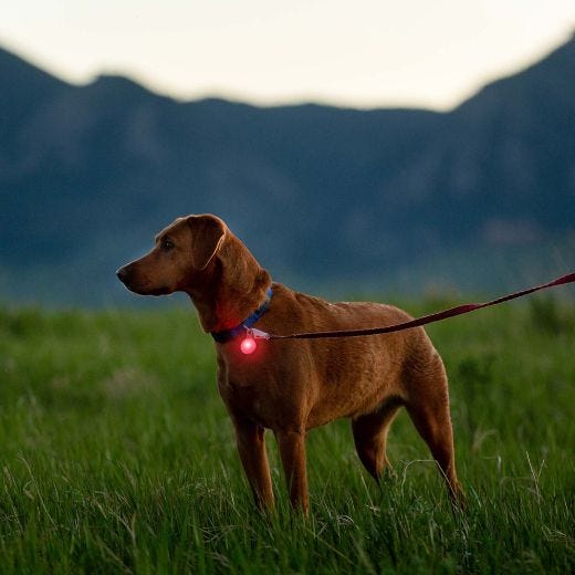 Spotlit Rechargeable Collar Light Disc-O Tech