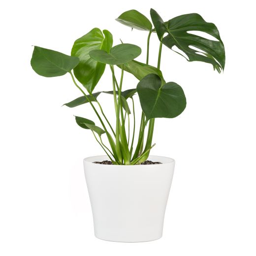 6.7" Ceramic Pot
