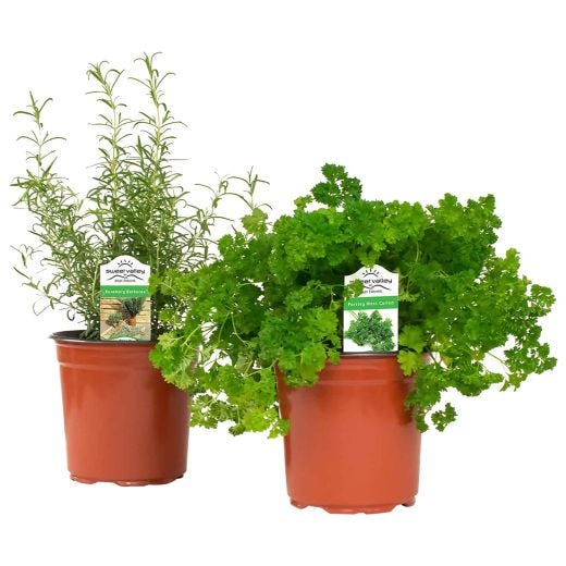5.5" Specialty Herbs