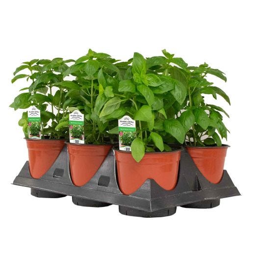 5.5" Specialty Herbs