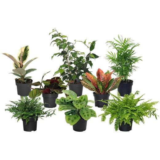 Tropical Supreme Assortment 5"