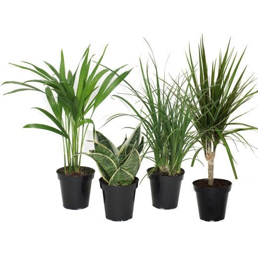 Tropical Supreme Assortment 3.5"