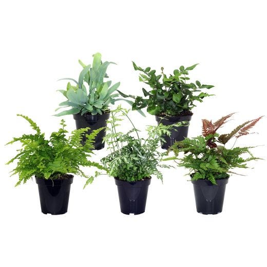 Fern Supreme Assortment 3.5"