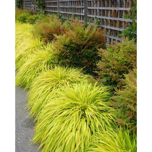 Hakonechloa Grass Assorted 1G