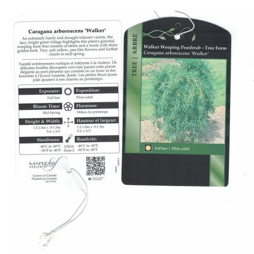 Caragana Weeping Standard