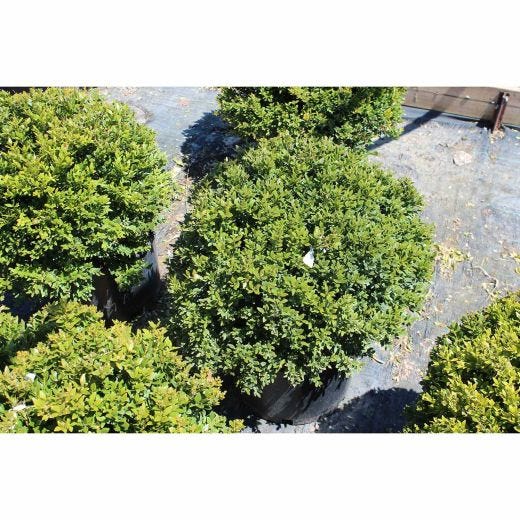 Green Velvet Boxwood 5G