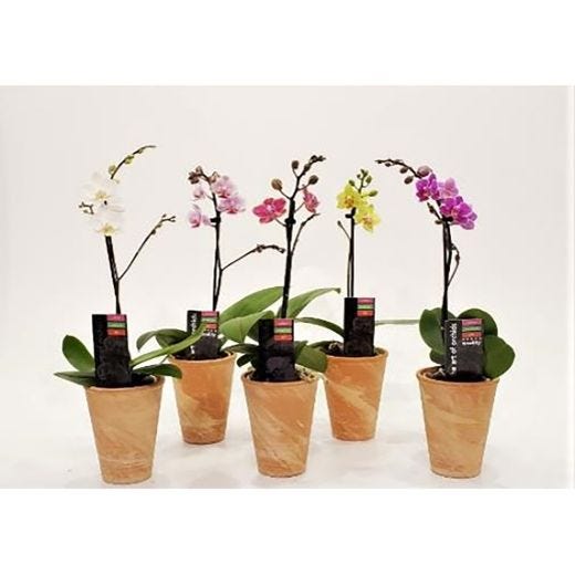 3" Piccola Orchid in Clay