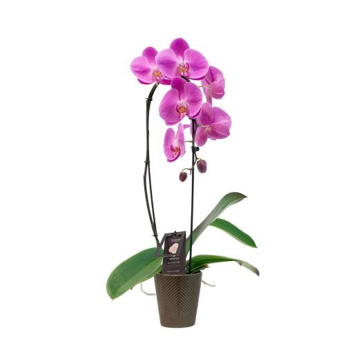 5" Artistica Orchid Waterfall in Ceramic