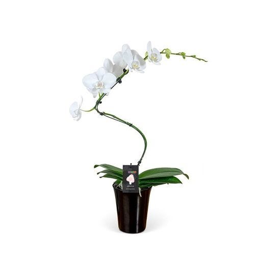 5" Artistica Orchid Hurricane in Ceramic