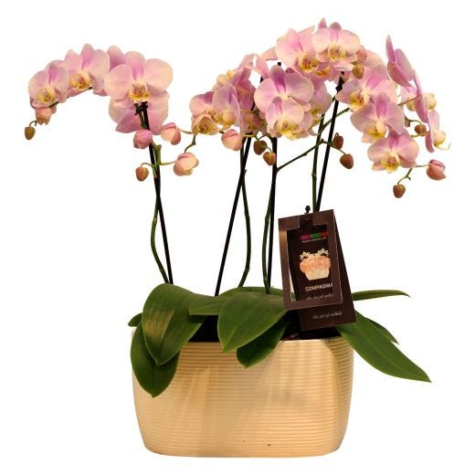 8" Maxima Orchid Planter in Ceramic