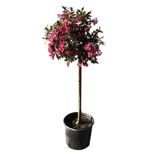 Weigela Minor Black Standard 12" Patio Pot