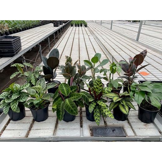 Trendy Tropicals 6"