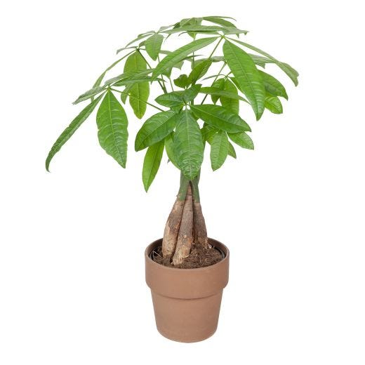 5” Money Tree In Clay Pot