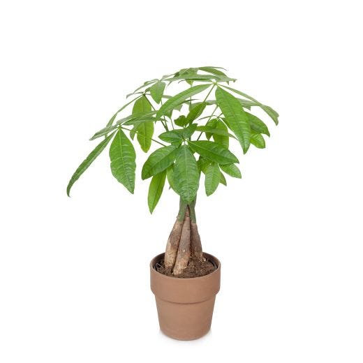 Arbre à Argent 5” dans Pot en Argile