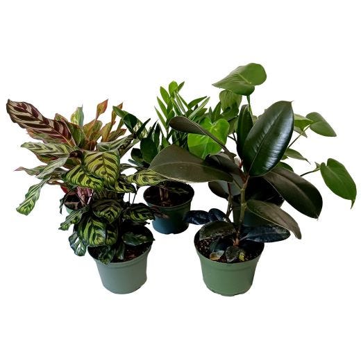 Plantes tropicales assorties6"