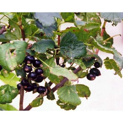 Cassis Consort noir 2G