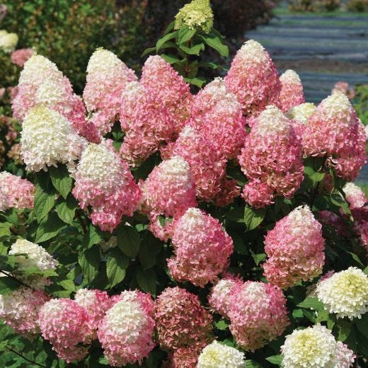 Hortensia Quick Fire Fab Pw 2G