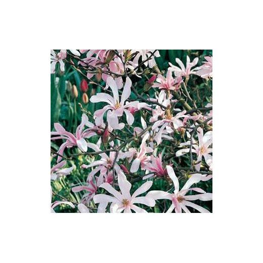 Magnolia Leonard Messel 5 Gal