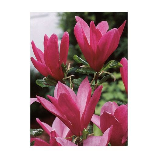 Magnolia Susan 5 Gal