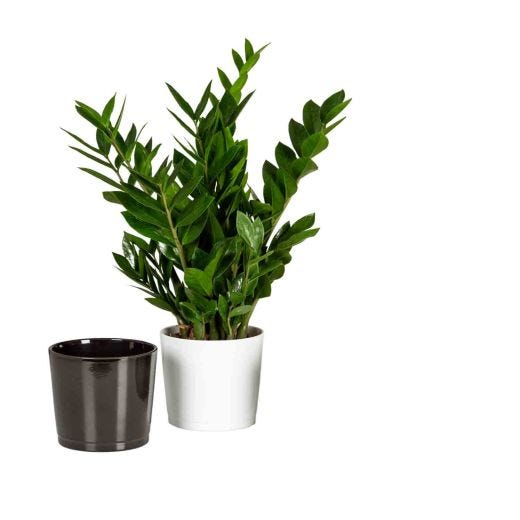 Pot Alaska White Ceramic 11"