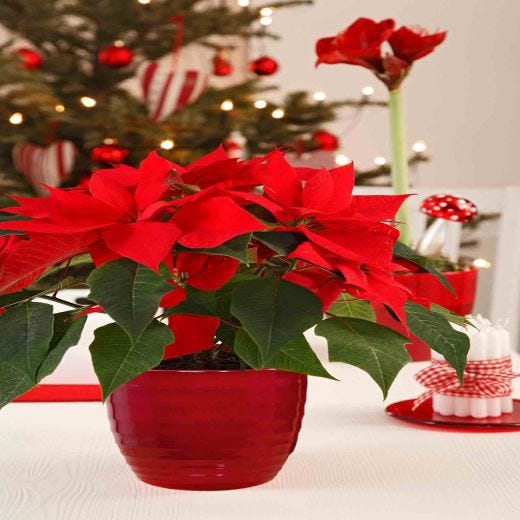 Pot céramique rouge foncé 11"