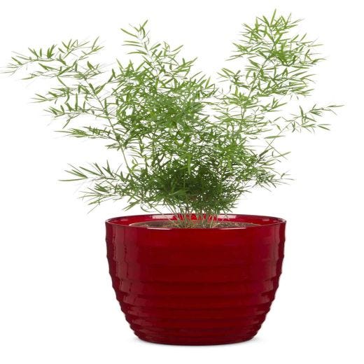 Pot céramique rouge foncé 11"
